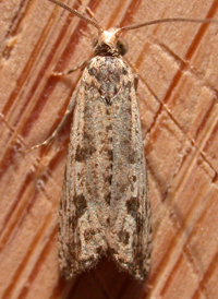 Black-blotched Bactra